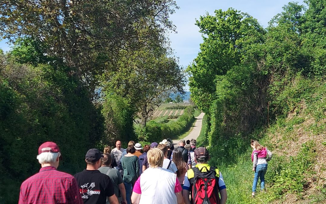 Ein unvergesslicher Tag in Knöringen: Amselpfad-Eröffnung und Premiere der Weinbergswanderung