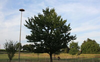 Neue Heimat für Störche – Storchennest aufgestellt
